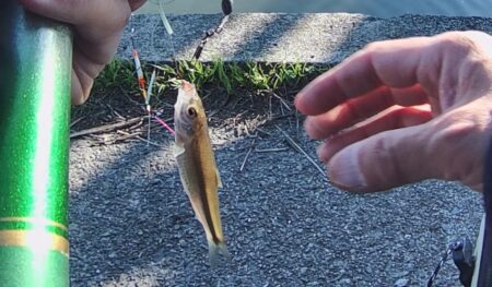 ホンモロコ釣り終盤